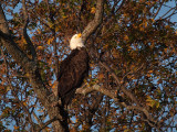 PB281831 - Llano Eagle 2012.jpg