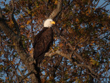 PB281832 - Llano Eagle 2012.jpg