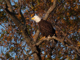 PB281834 - Llano Eagle 2012.jpg