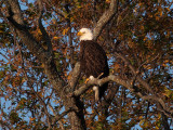 PB281847 - Llano Eagle 2012.jpg