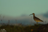 Whimbrel