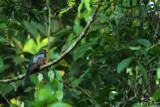 Black-tailed trogon