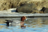 Eurasian wigeon