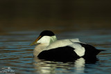 Common eider