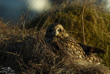 Short-eared owl