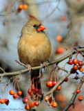 Cardinal rouge (femelle) / Northern Cardinal (female)