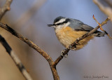 Sittelle  poitrine rousse / Red-breasted Nuthatch