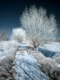 Petite digue - le Saint-Bernard (IR)