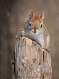 cureuil roux / American Red Squirrel