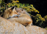 Renarde et renardeau / Female Red Fox and Kit