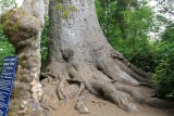 IMG_0213 - R. hiding in worlds largest spruce tree