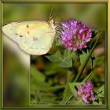 Sulphur Butterfly and Red Clover