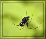 Orchard Orbweaver and Prey