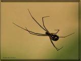 Orchard Orbweaver