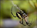 Black and Yellow Garden Web Spider