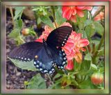 Spicebush Swallowtail