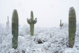Snow In The Desert