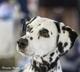 Gch Ch Xanadus Angel Sabrina