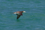 Brown Booby 11714