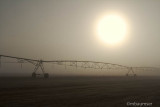 Foggy Sunrise On A Turf Farm