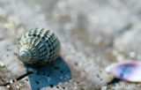 beach shells 3647
