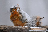 Scrounging for a meal during a blizzard is tough work!