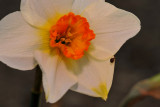 Narcissus (Daffodil) 