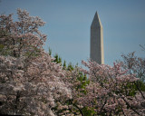 Washington, DC - Cherry Blossoms - 2013