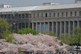 Cherry Blossoms at the U.S. Mint