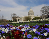 Red, White & Blue flowers at the Capital