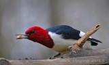 Wonder why its named the Red Headed Woodpecker? (Melanerpes erythrocephalus )