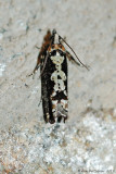 Filigreed Chimoptesis Moth (Chimoptesis Pennsylvaniana---Mar-12---0017.jpg