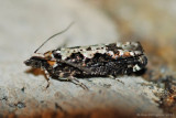 Filigreed Chimoptesis Moth (Chimoptesis Pennsylvaniana---Mar-12---0019.jpg