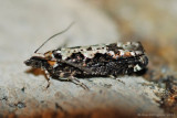 Filigreed Chimoptesis Moth (Chimoptesis Pennsylvaniana---Mar-12---0019.jpg