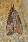 Green Cloverworm Moth---Mar-23---0029.jpg