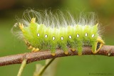 Imperial-Moth-Caterpillar-(Eacles-imperialis)---0028.jpg