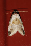 Black-dotted Maliattha (Malittha synochitis)-0017.jpg