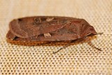 Large Yellow Underwing -0019.jpg