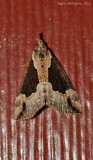 Baltimore-Snout-(Hypena-baltimoralis)---0056.jpg