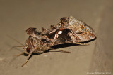 Soybean Looper -0122.jpg