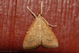 Celery Leaftier (Udea rubigalis)---0008.jpg