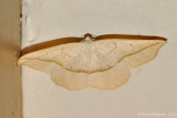 Confused-Eusarca-(Eusarca-confusaria)---0107.jpg