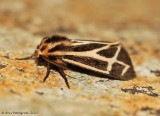 Tiger Moth sp.