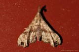 Faint-spotted-Palthis-(Palthis-asopialis)---0149.jpg