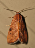 The Wedgling -0137.jpg