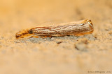 Vagabond-Crambus-(Agriphila-vulgivagellus)--0157.jpg