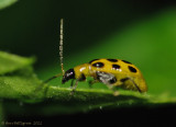 Spotted Cucumber Beetle-0442.jpg