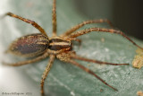 Grass Spider