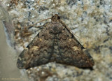 Common-Idia-(Idia-aemula)---23-Oct-2012---0078.jpg