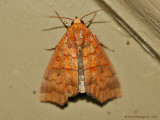 Hibiscus Leaf Caterpillar Moth--0034.jpg